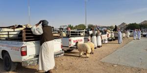 الموازين الرقمية والفواتير الإلكترونية تضبط بيع المواشي في أسواق النفع العام - الكويت الاخباري