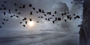 تغير المناخ يؤثر على رحلات الطيور المهاجرة الملحمية - الكويت الاخباري