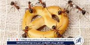 التخلص من النمل في فصل الصيف: حلول فعالة للحد من انتشار النمل في المنازل - الكويت الاخباري