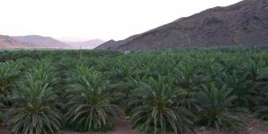 تنمية الغطاء النباتي بالمدينة - الكويت الاخباري