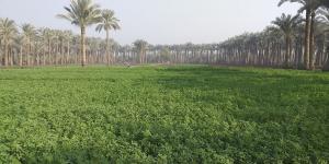 وزير «البلدية» يعتمد لائحة المزارع والجواخير - الكويت الاخباري
