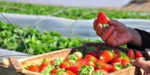 صادرات مصر من الفراولة تسجل 74.447 مليون دولار في الربع الأول 2025 - الكويت الاخباري