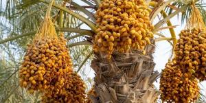 مصر تتصدر إنتاج التمور عالميًا.. وتتوسع في زراعة الأصناف التصديرية | ونقيب الفلاحين يكشف التفاصيل - الكويت الاخباري