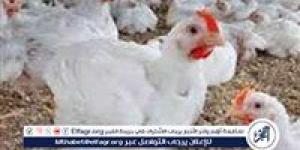بورصة الدواجن.. أسعار الفراخ البيضاء اليوم الأحد 6-7-2025 في قنا - الكويت الاخباري