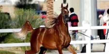 للحفاظ على السلالات النادرة.. مشروع قومي لتطوير محطة الزهراء للخيول - الكويت الاخباري
