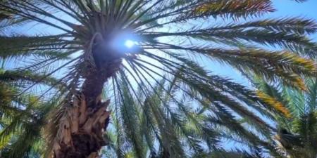 ”النخيل“ يعيد فتح باب التسجيل في برنامج شراء التمور - الكويت الاخباري