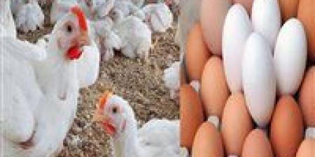 اسعار الفراخ والبيض اليوم الخميس 8 مايو 2025 في أسواق الأقصر - الكويت الاخباري