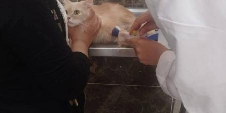 بأجر رمزي.. علاج 69 حالة من الحيوانات الأليفة بالمستشفى البيطري في الإسماعيلية - الكويت الاخباري