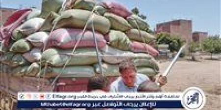 محافظ المنيا: توريد 483 ألف طن قمح منذ بدء موسم 2025 - الكويت الاخباري