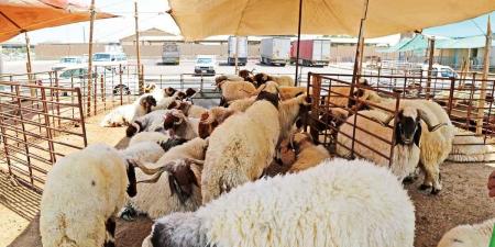 «التجارة» تنفذ جولات ميدانية في أسواق المواشي.. استعداداً لعيد الأضحى - الكويت الاخباري