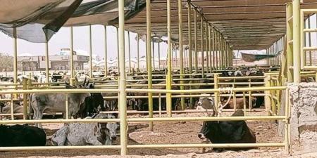 البيئة تتفقد المجزر وشوادر الأضاحي في الغردقة استعدادًا لعيد الأضحى - الكويت الاخباري
