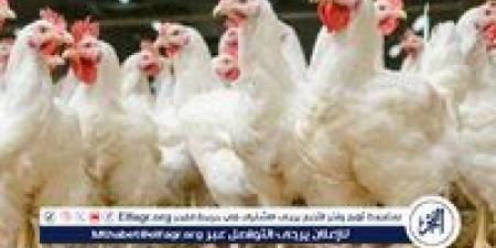 بورصة الدواجن.. أسعار الفراخ البيضاء اليوم الاربعاء 4-6-2025 في قنا - الكويت الاخباري