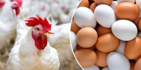 الفراخ البيضاء بكام؟.. أسعار الدواجن والبيض اليوم الأربعاء 4-6-2025 - الكويت الاخباري