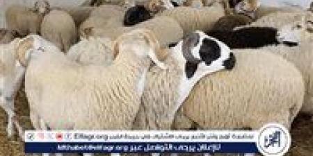 الخدمات البيطرية تعلن تقديم خدمة الذبح المجاني والآمن للأضاحي وفق الشروط الشرعية والصحية استعدادًا لعيد الأضحى - الكويت الاخباري