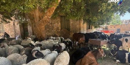 طب بيطري بنها تعلن الشروط والمعايير الصحية لاختيار الأضحية السليمة .. تعرف عليها - الكويت الاخباري