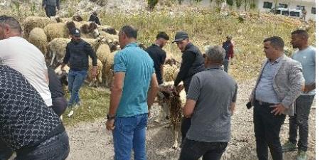 هدم مزرعة مواشى ومصادرة 10 خراف.. المغرب يلاحق ذبح الأضاحى "اعرف السبب" - الكويت الاخباري