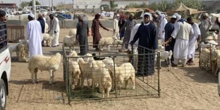 51% ارتفاع في أسعار الأضاحي لزيادة الطلب - الكويت الاخباري