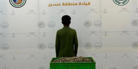 حرس الحدود بعسير يضبط مقيمًا مخالفًا للائحة الأمن والسلامة لمزاولي الأنشطة البحرية في المناطق البحرية للمملكة - الكويت الاخباري