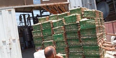 بدء توريد محصول الياسمين لمصانع شبرا بلوبة في محافظة الغربية - الكويت الاخباري