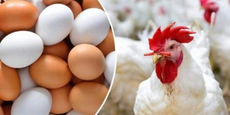 أسعار بورصة الدواجن والبيض اليوم الأربعاء - الكويت الاخباري