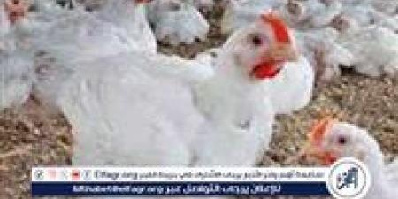 بورصة الدواجن.. أسعار الفراخ البيضاء اليوم السبت 21-6-2025 في قنا - الكويت الاخباري