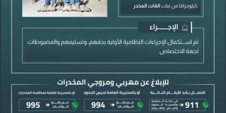 القبض على 6 مخالفين بجازان لتهريبهم 90 كلجم من نبات القات - الكويت الاخباري