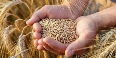 الطن بكام؟.. سعر الأرز الشعير اليوم الإثنين 18 أغسطس 2025 - الكويت الاخباري
