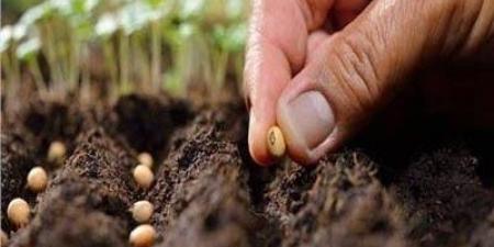 استعدادا للموسم الشتوي.. صدى البلد ينشر أسعار تقاوي وزارة الزراعة - الكويت الاخباري