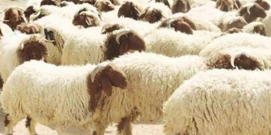 أسعار الأبقار والخراف والماعز في عيد الأضحى 2025 - الكويت الاخباري