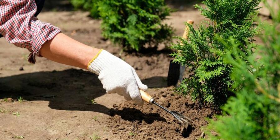 من الفوضى إلى الراحة.. كيف تحول منزلك إلى ملاذ طبيعي في الصيف؟ - الكويت الاخباري