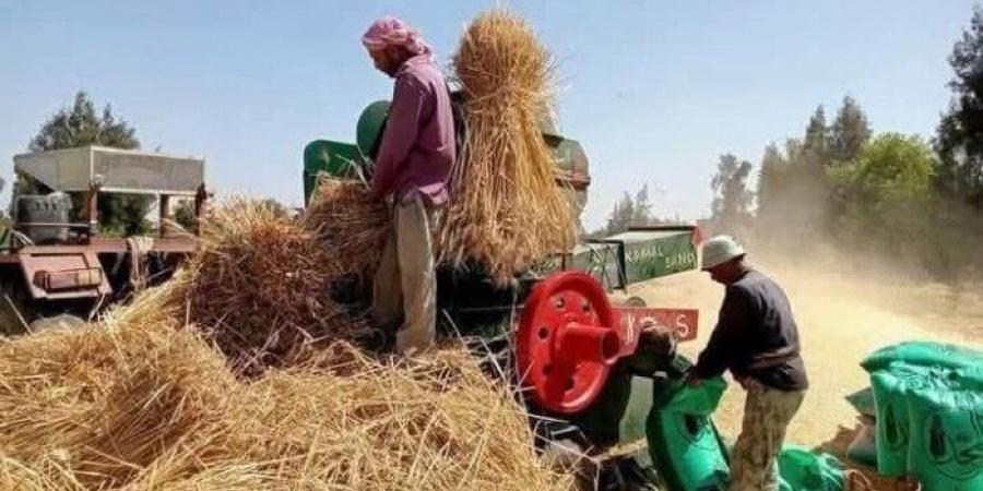 توريد 19 ألف طن قمح منذ بدء موسم الحصاد في المنوفية - الكويت الاخباري