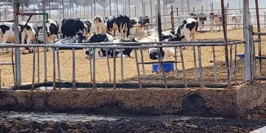 إنقاذ 2000 رأس ماشية من حريق بإحدى المزارع بمركز ومدينة أبوصوير - الكويت الاخباري