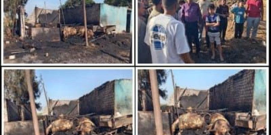 نفوق 12 رأس ماشية وفرس في حريق حظيرة بطوخ - الكويت الاخباري