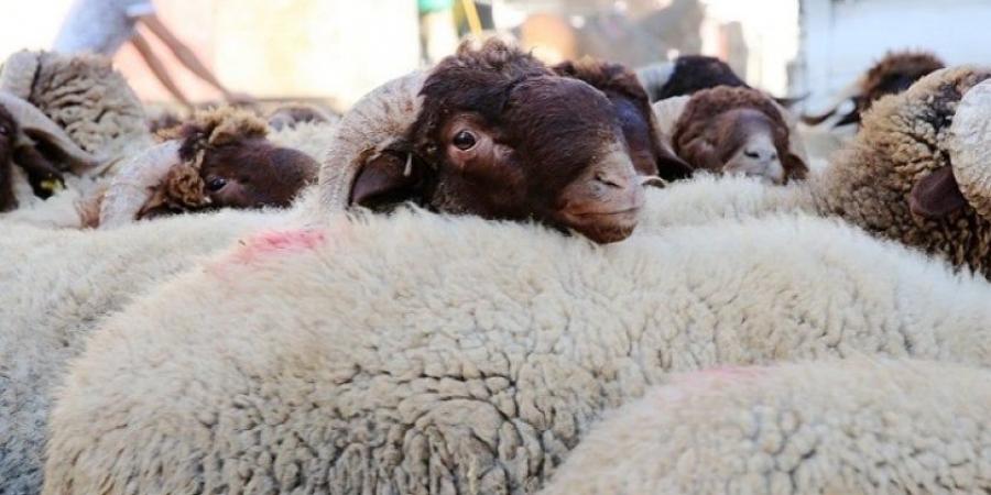 أسعار الخراف قبل عيد الأضحى وأسواق البيع - الكويت الاخباري