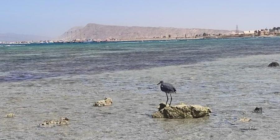 ظهور الشعاب المرجانية المتحجرة.. عودة انحسار مياه البحر بشواطئ طور سيناء - الكويت الاخباري