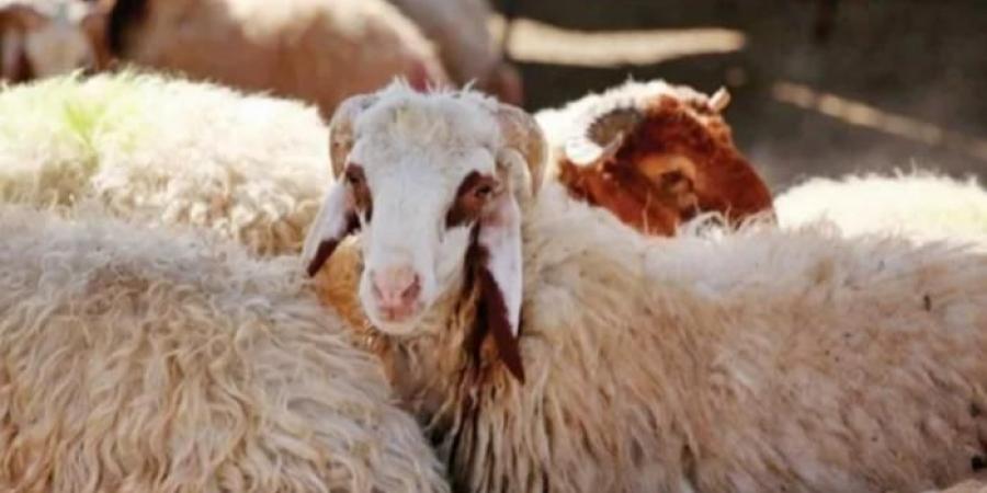 هل يجوز الجمع بين نية الهدي والأضحية في الذبح أثناء الحج .. الإفتاء تجيب - الكويت الاخباري