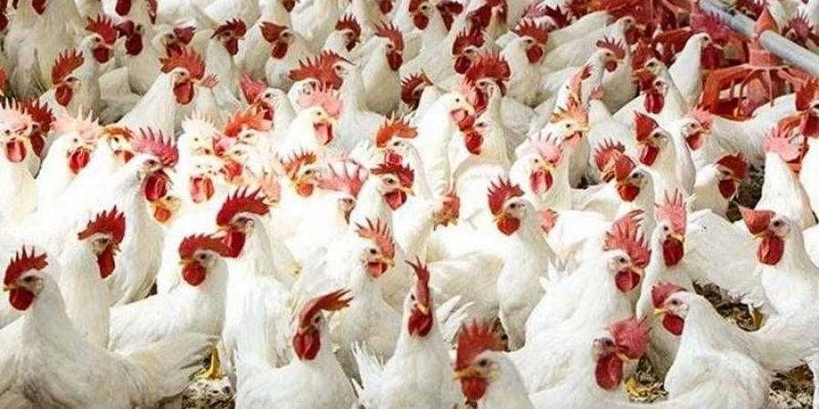 أسعار الدواجن والبيض في الأسواق اليوم الثلاثاء - الكويت الاخباري