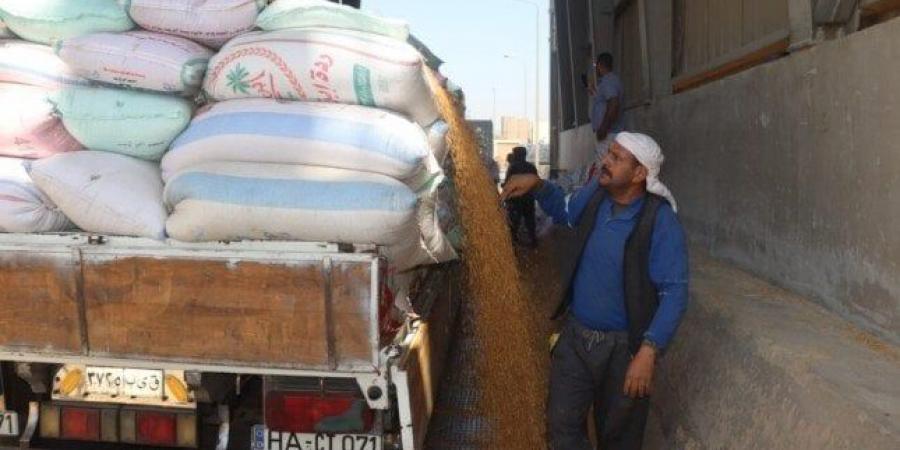 بني سويف تتخطى الـ 145 ألف طن: حصاد وفير من القمح المحلي - الكويت الاخباري