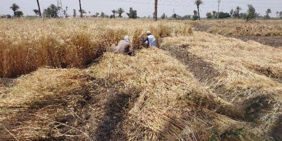 دون إصابات.. السيطرة على حريق مزرعة قمح في المنيا - الكويت الاخباري