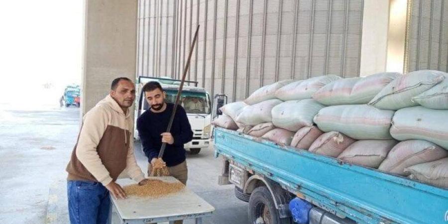 صوامع المنيا تستقبل الخير: تجاوز 330 ألف طن من القمح المحلي في موسم 2025 - الكويت الاخباري