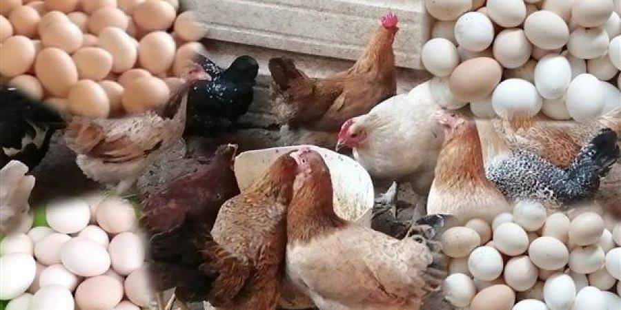حقيقة نفوق ثلث الثروة الداجنة بمصر .. نرصد القصة الكاملة بالتفاصيل - الكويت الاخباري