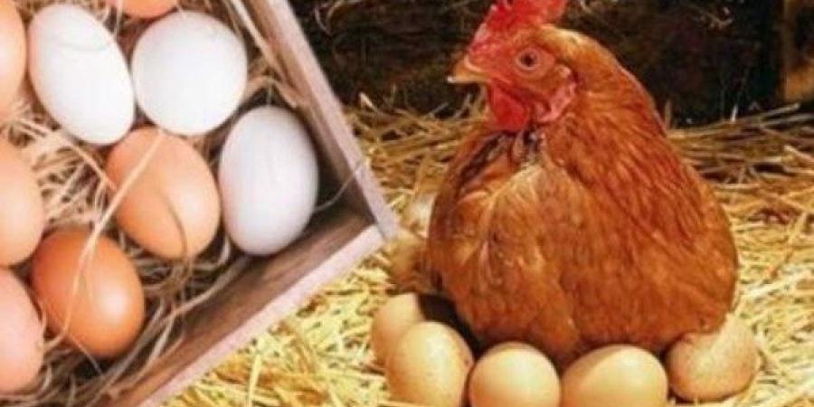 بعد أنباء نفوق الدواجن.. مفاجأة في أسعار الفراخ والبانيه اليوم السبت - الكويت الاخباري