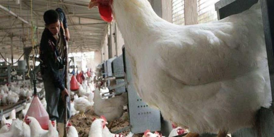 أسعار الدواجن اليوم السبت 17-5-2025 - الكويت الاخباري
