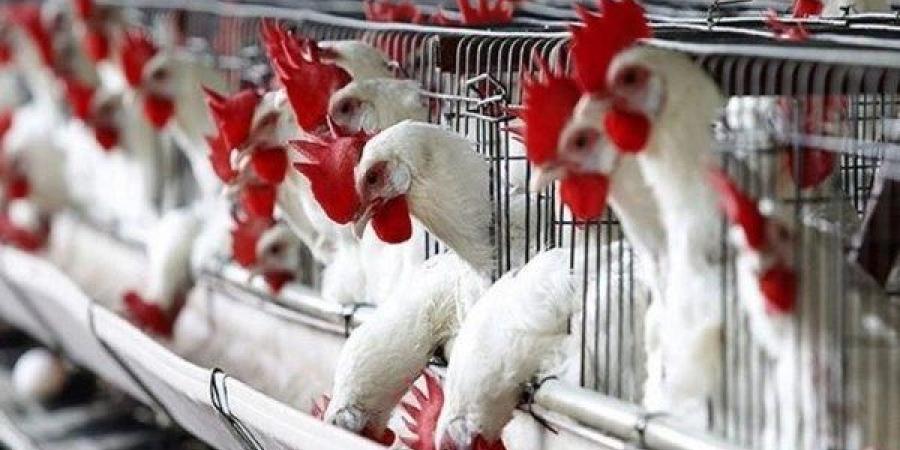 رسميا.. الزراعة تكشف حقيقة انتشار حالات نفوق الدواجن بالمزارع - الكويت الاخباري