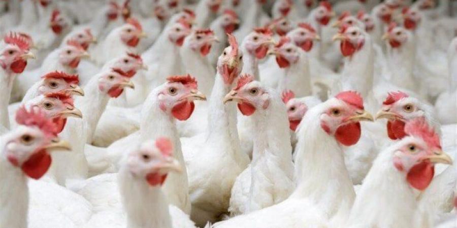 بكام في بورصة الدواجن؟.. أسعار الفراخ والبيض اليوم الإثنين 19 مايو 2025 - الكويت الاخباري