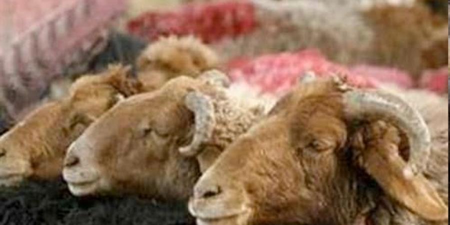فقه عيوب الأضحية..4صفات يجب أن تخلو منها الذبيحة #دين وحياة #دار الإفتاء - الكويت الاخباري