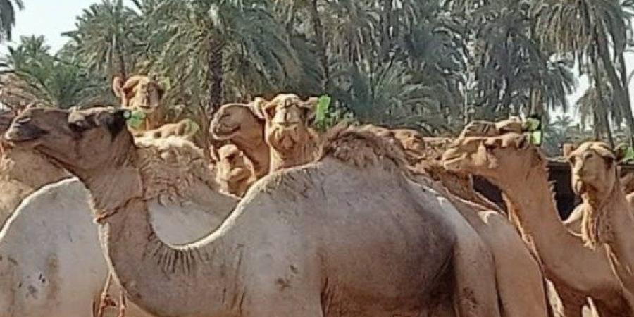 تقرير|  خطوات شراء أضحية سليمة من "الجمال" بأسوان مع قرب حلول عيد الأضحى - الكويت الاخباري