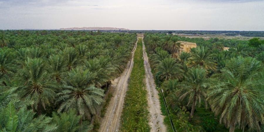 خارطة لزيادة مساهمة زراعة الأحساء في الاقتصاد المحلي - الكويت الاخباري