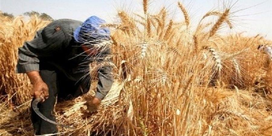 بنسبة 98%.. الزراعة: الانتهاء من حصاد 3.1 مليون فدان قمح - الكويت الاخباري