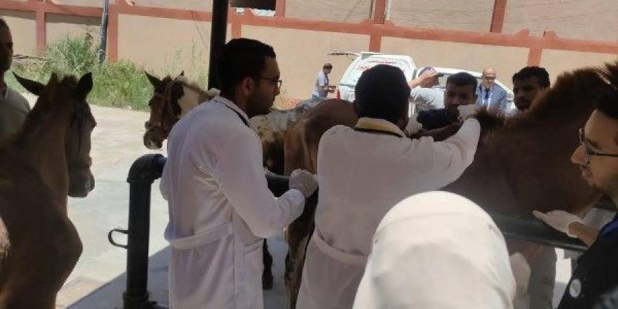 انطلاق قافلة بيطرية وعلاج مجاني بقري دمياط - الكويت الاخباري